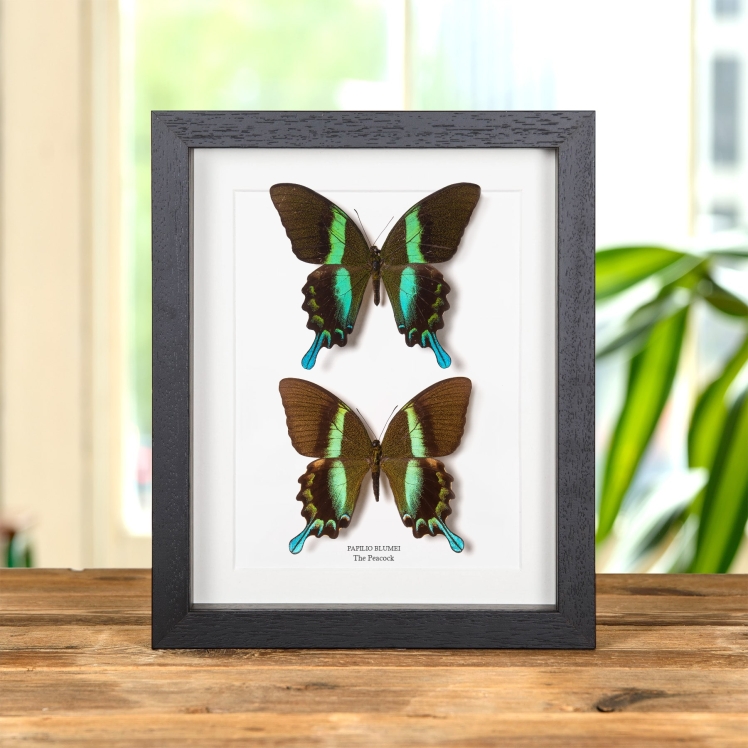 Blue butterfly★タロット Amazon.co.jp: バタフライ オクラルカード タロット 蝶 神秘的