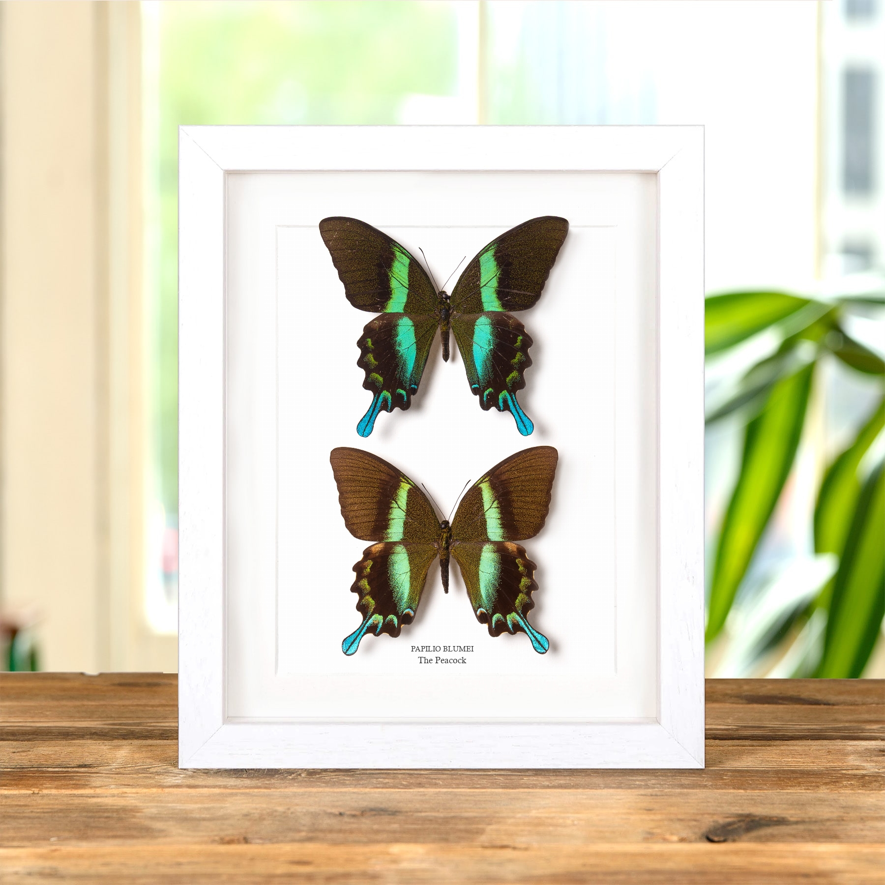 The Peacock Butterfly Male & Female Pair In Box Frame (Papilio blumei)