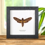 Minibeast Duponchel's Sphinx Moth In Box Frame (Amphonyx duponchel)