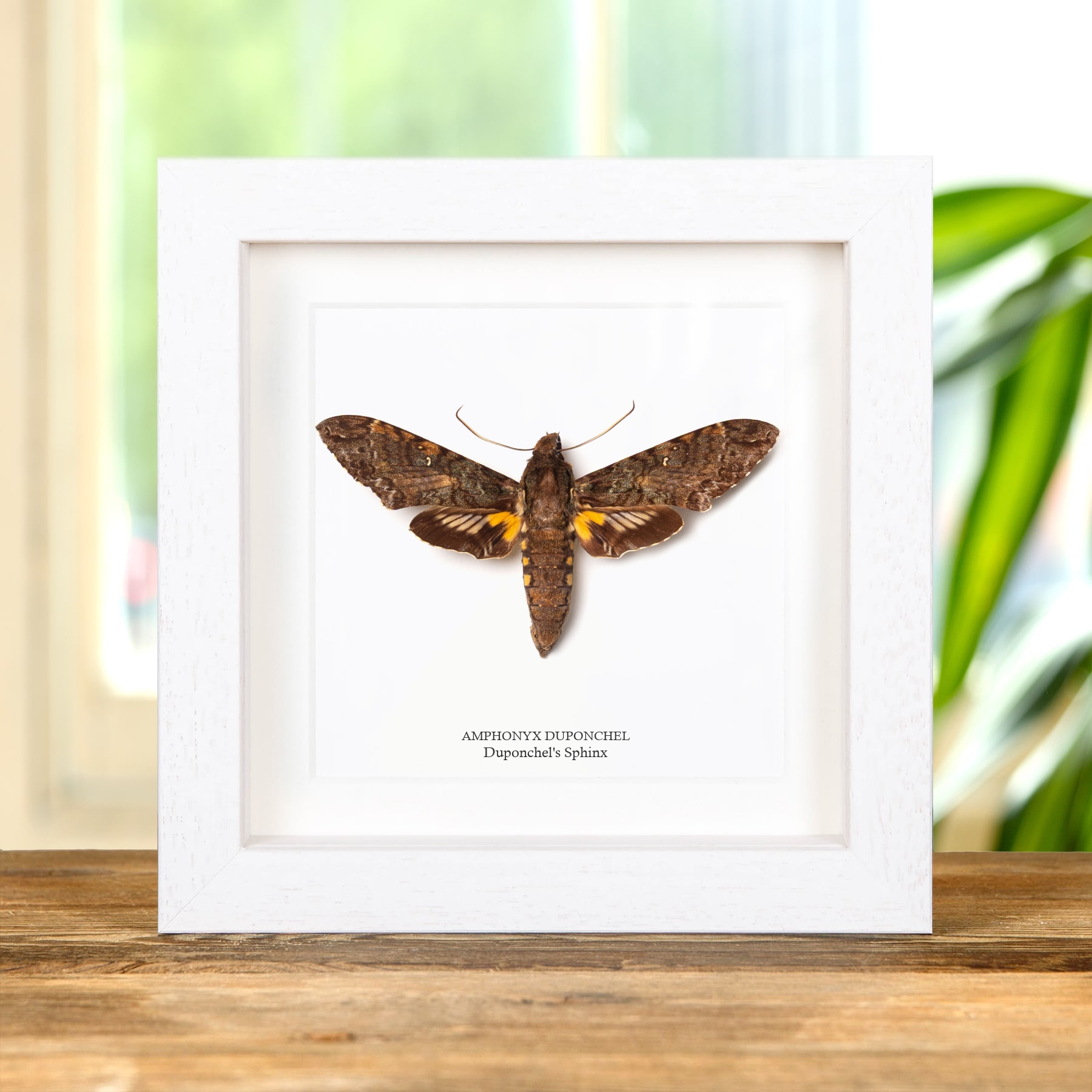 Duponchel's Sphinx Moth In Box Frame (Amphonyx duponchel)