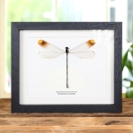 Minibeast The Helicopter Damselfly In Box Frame (Microstigma rotundatum)