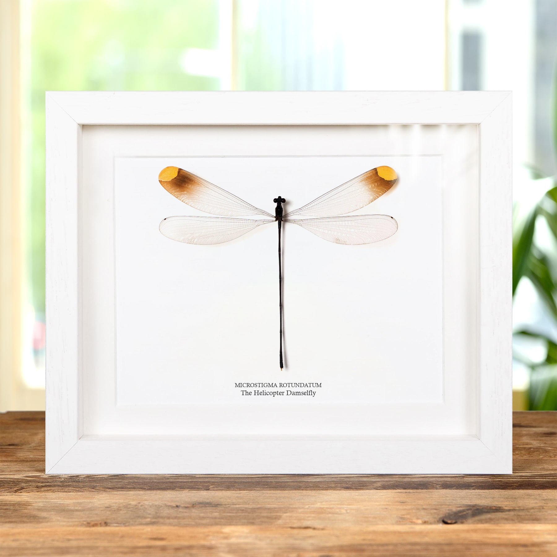 The Helicopter Damselfly In Box Frame (Microstigma rotundatum)