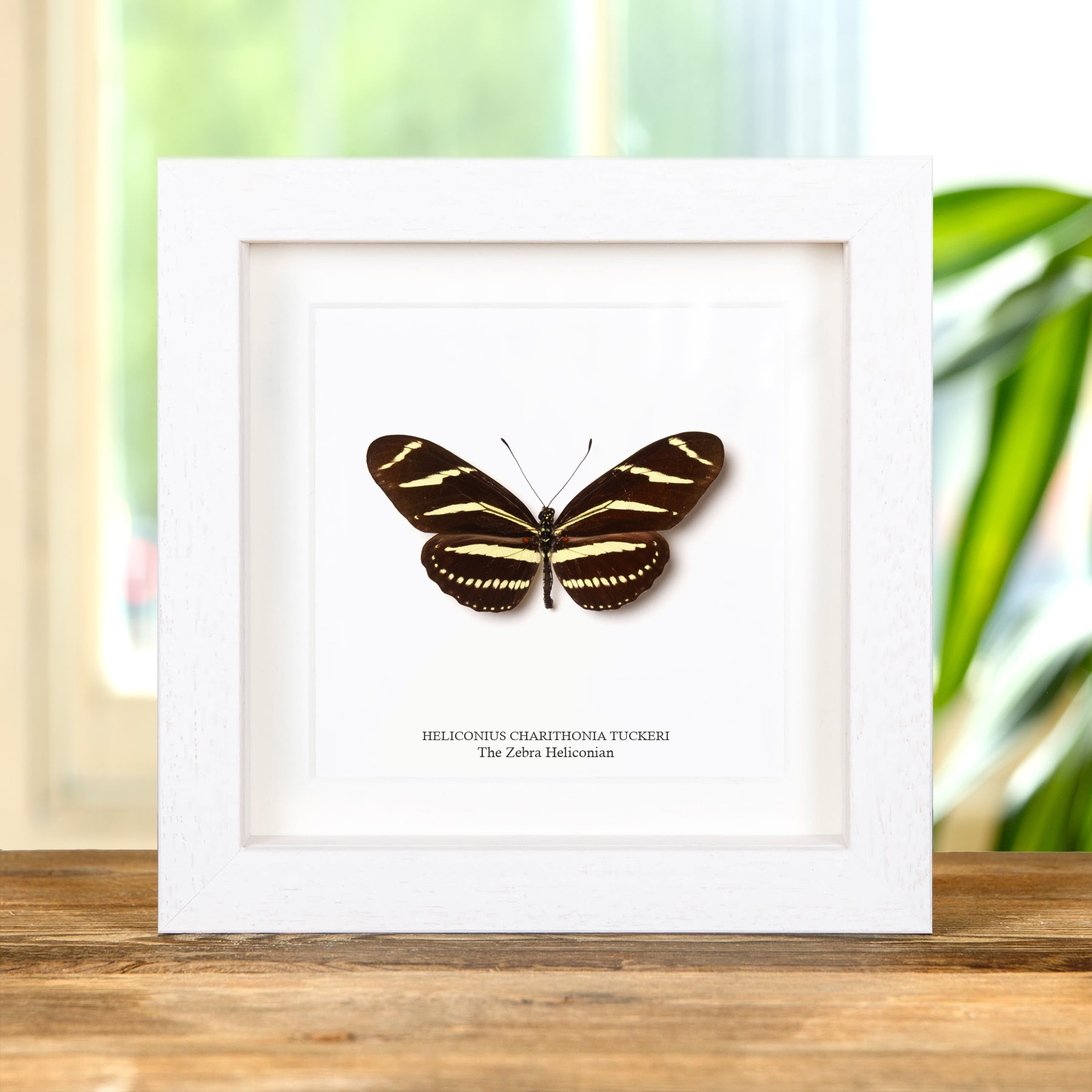 The Zebra Heliconian Butterfly In Box Frame (Heliconius charithonia tuckeri)