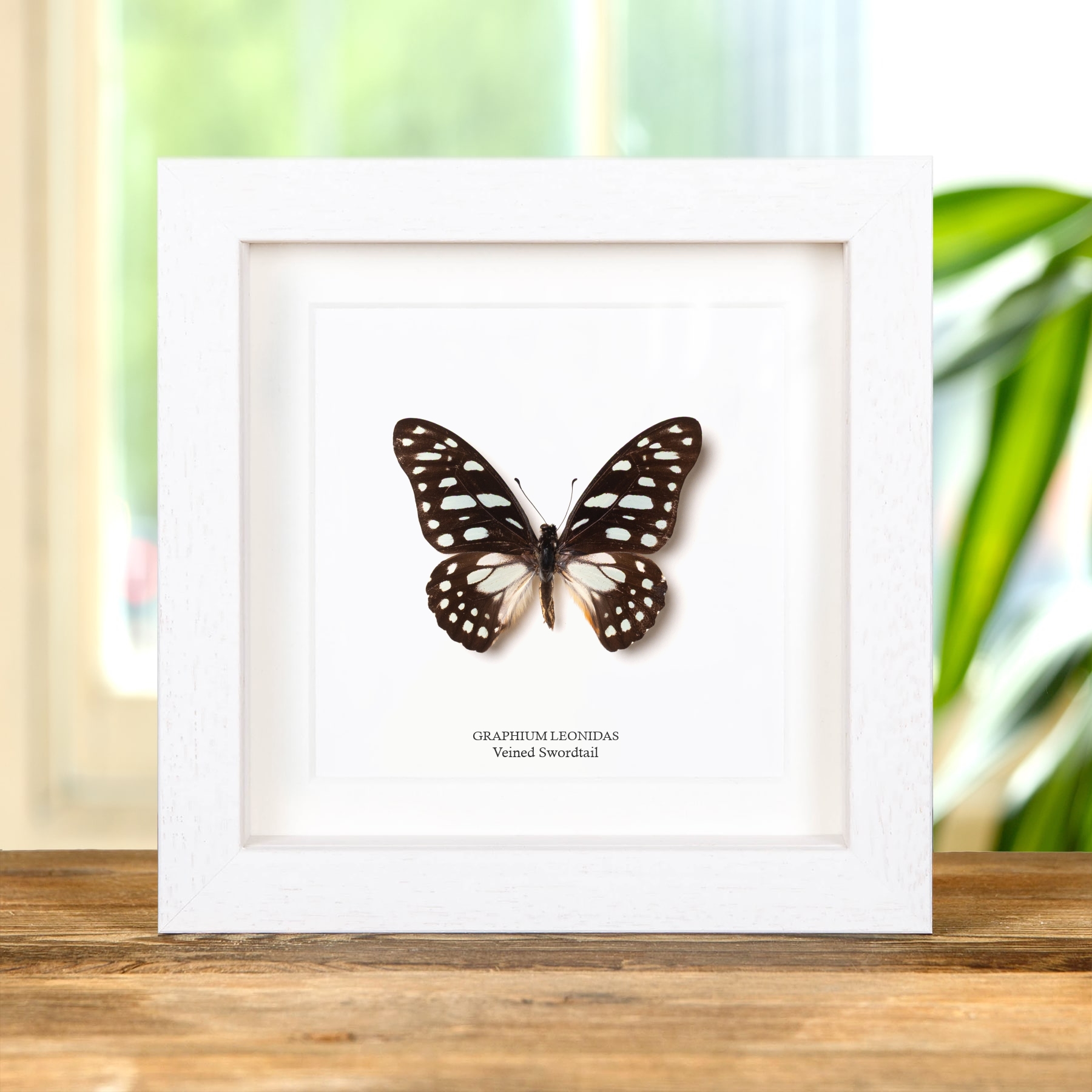 Veined Swordtail Butterfly In Box Frame (Graphium leonidas)