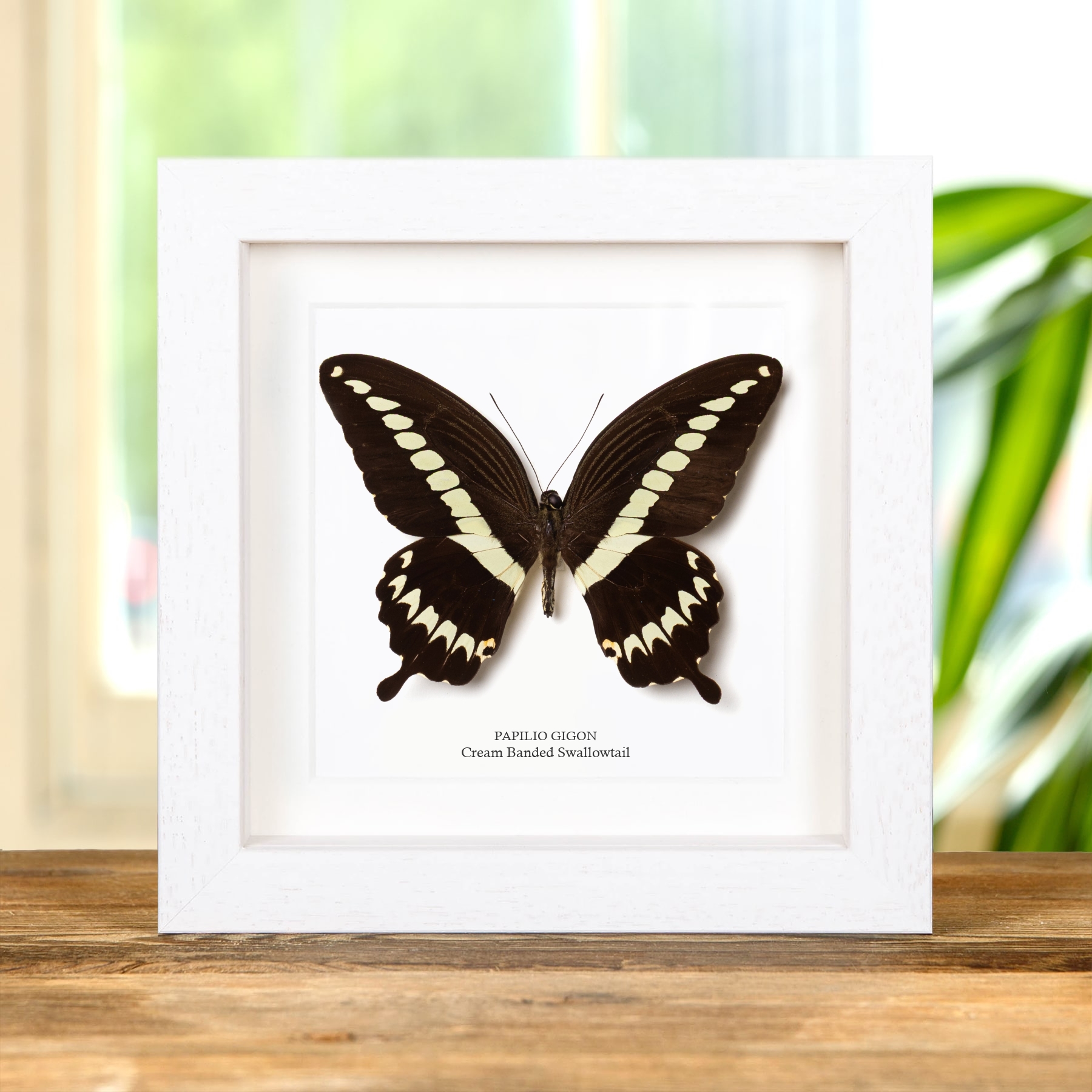 Cream Banded Swallowtail Butterfly In Box Frame (Papilio gigon)