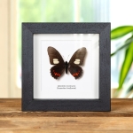 Minibeast Harmodius Swallowtail Butterfly In Box Frame (Mimoides xeniades)
