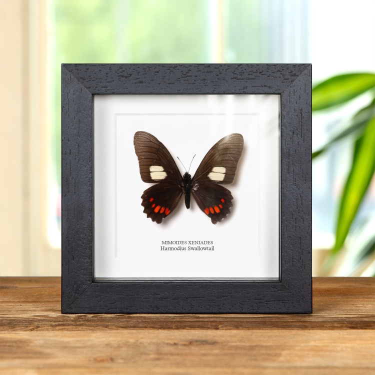 Harmodius Swallowtail Butterfly In Box Frame (Mimoides xeniades)