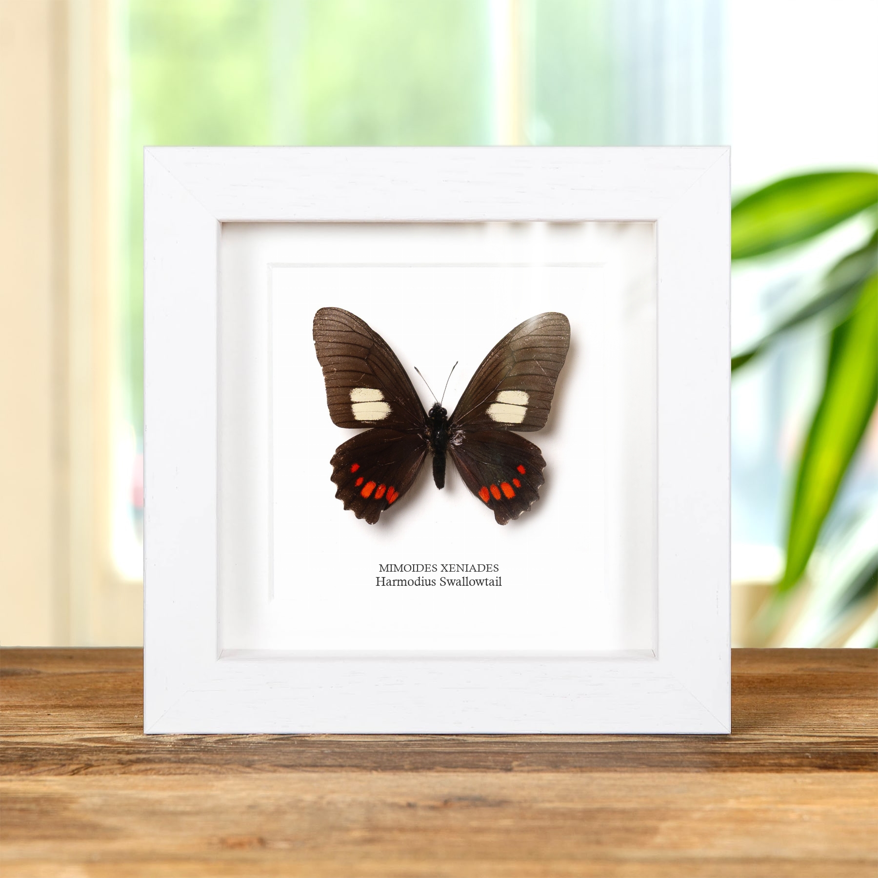 Harmodius Swallowtail Butterfly In Box Frame (Mimoides xeniades)
