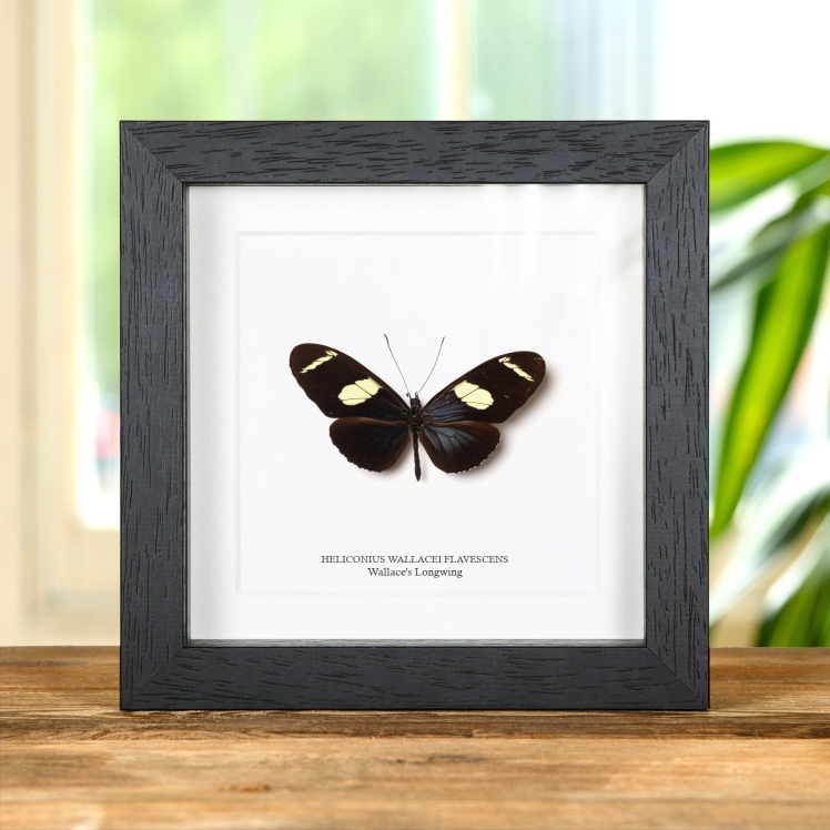 Wallace's Longwing Butterfly In Box Frame (Heliconius wallacei flavescens)