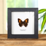 Minibeast Mesentina Sister Butterfly In Box Frame (Adelpha mesentina)
