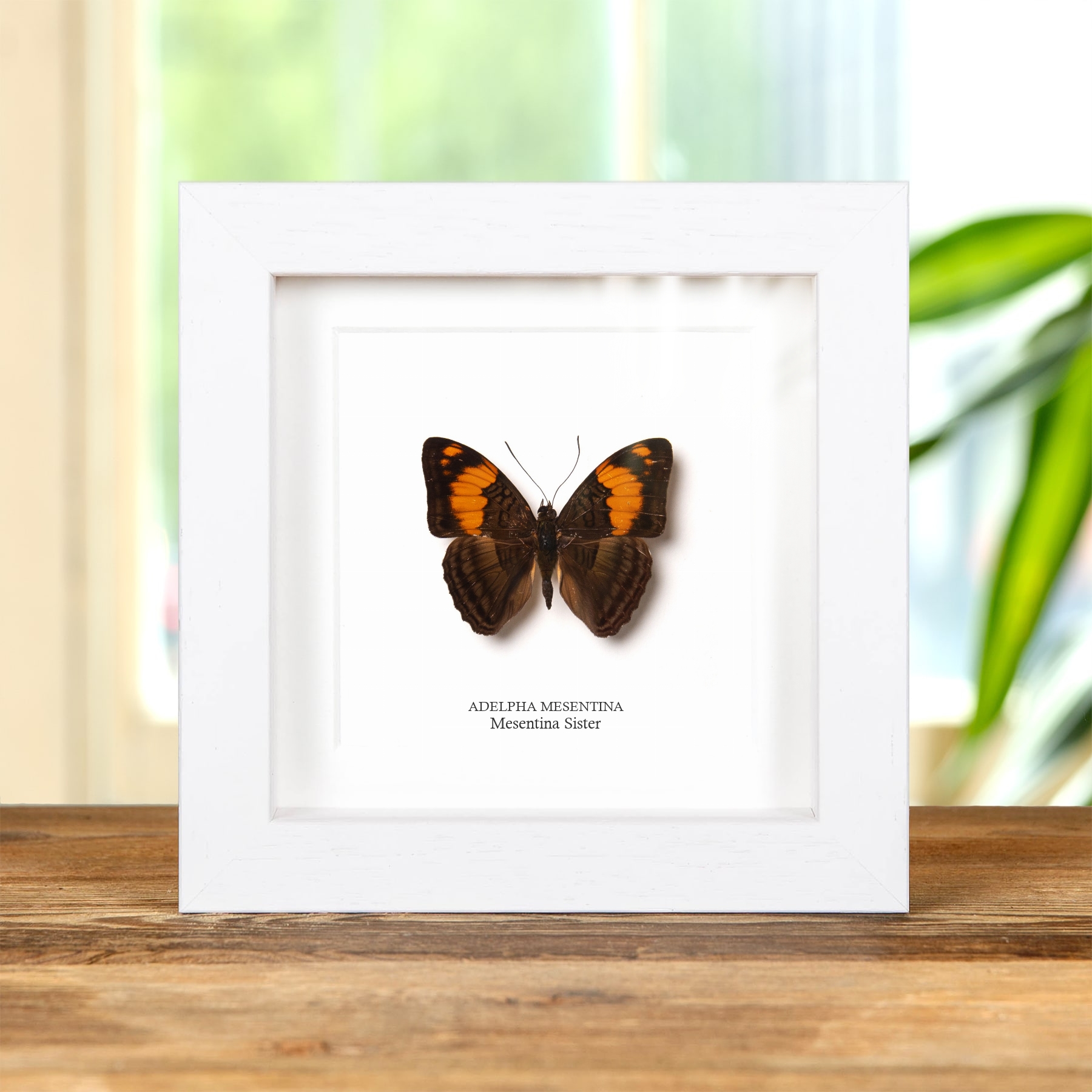 Mesentina Sister Butterfly In Box Frame (Adelpha mesentina)