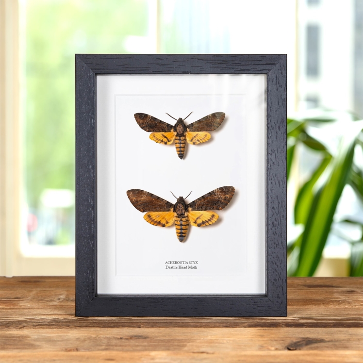 標本 Ceranchia apollina1 pair 104mm 108mm Ghostly SilkMoth In Box Frame (Ceranchia apollina)