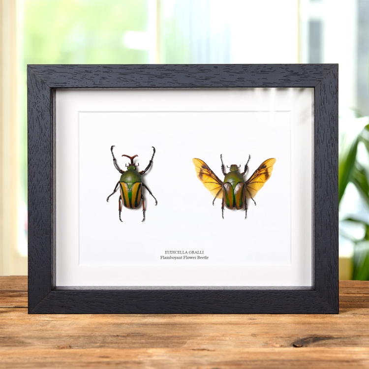 Flamboyant Flower Beetle Male & Female Pair In Box Frame (Eudicella gralli)