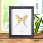 Minibeast Female Hybrid Moon Moth In Box Frame (Actias dubernardi x Graellsia Isabellae)