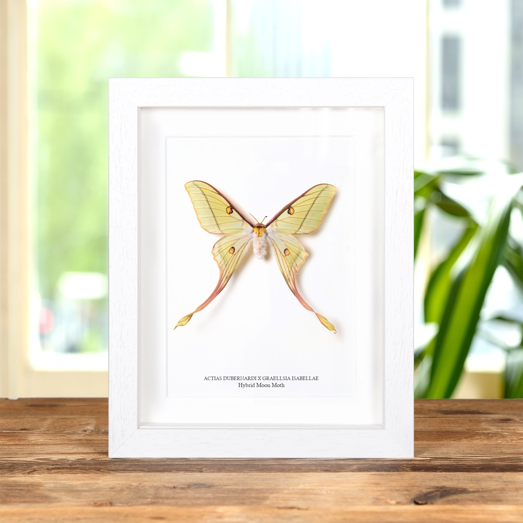 Female Hybrid Moon Moth In Box Frame (Actias dubernardi x Graellsia Isabellae)