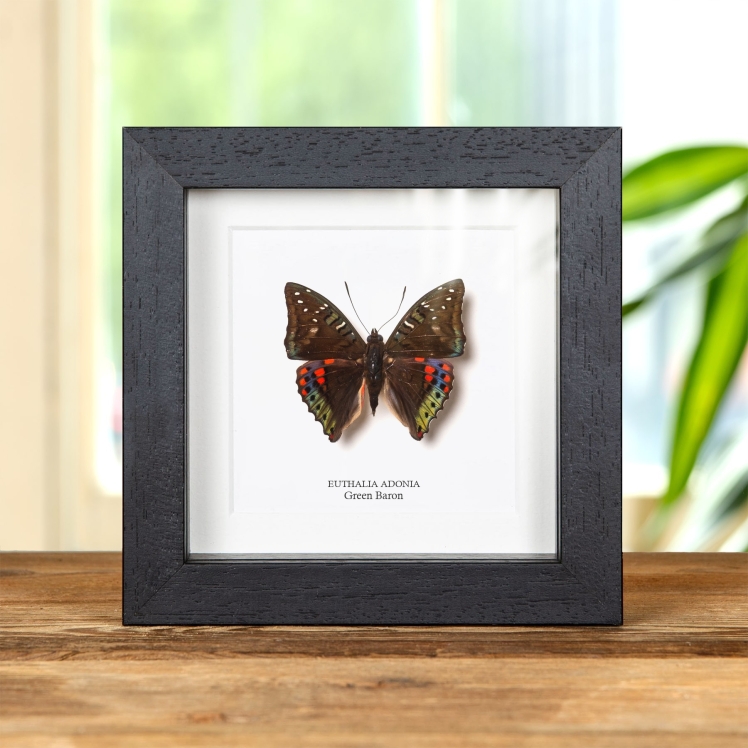 Green Baron Butterfly In Box Frame (Euthalia adonia)