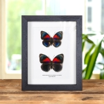 Minibeast Agrias Hybrid Butterfly Male & Female Pair In Box Frame (Agrias beatifica x Agrias claudina)