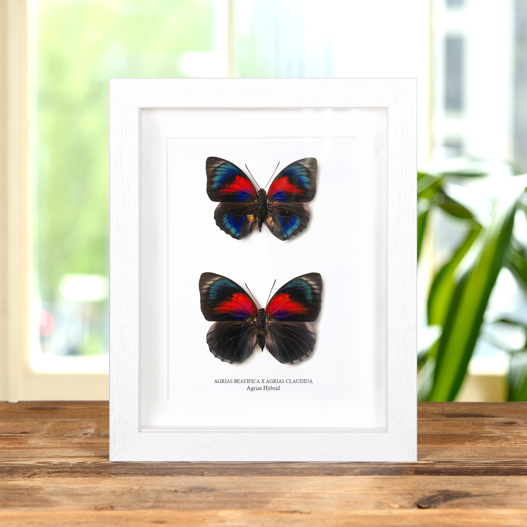 Agrias Hybrid Butterfly Male & Female Pair In Box Frame (Agrias beatifica x Agrias claudina)
