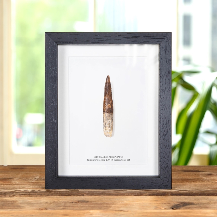 4.12 Inch Spinosaurus Tooth Fossil In Box Frame (Spinosaurus aegyptiacus)