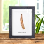 Minibeast 5.23 Inch Rooted Spinosaurus Tooth Fossil In Box Frame (Spinosaurus aegyptiacus)