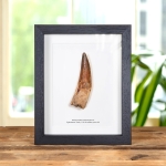 Minibeast Museum Grade 4.69 Inch Spinosaurus Tooth Fossil In Box Frame (Spinosaurus aegyptiacus)