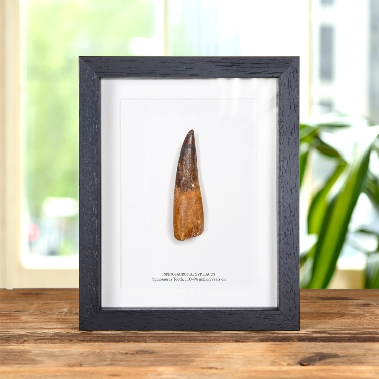 Museum Grade 4.24 Inch Spinosaurus Tooth Fossil In Box Frame (Spinosaurus aegyptiacus)
