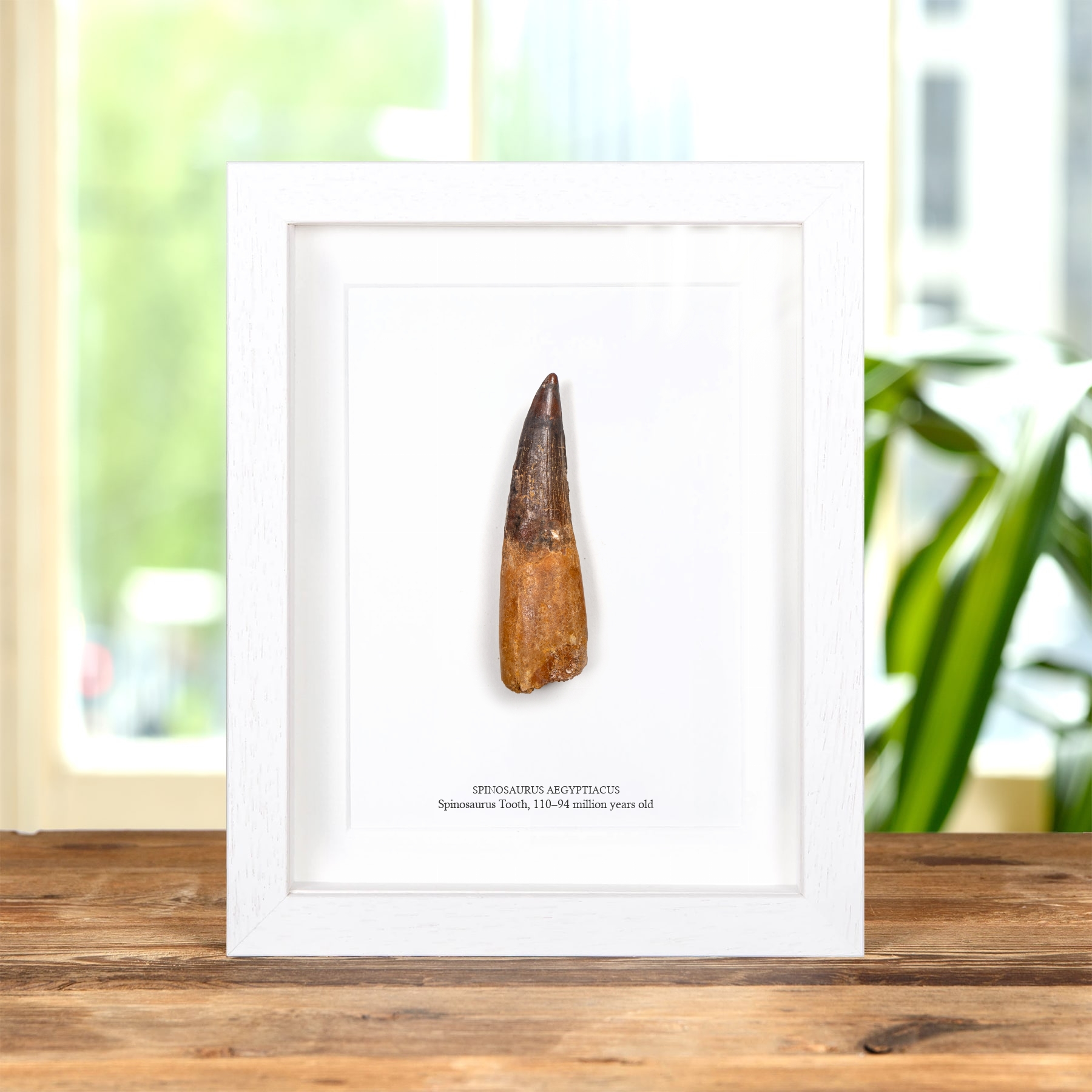 Museum Grade 4.24 Inch Spinosaurus Tooth Fossil In Box Frame (Spinosaurus aegyptiacus)