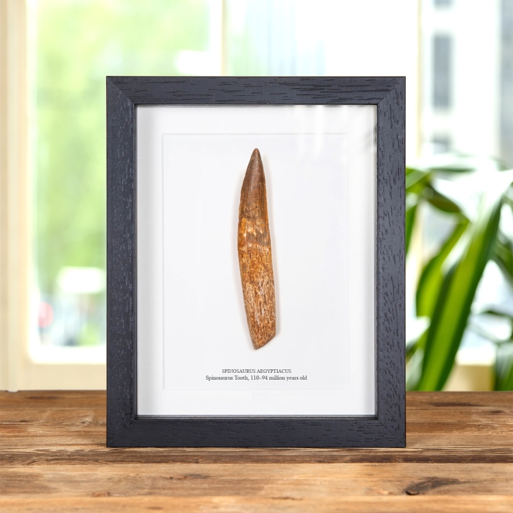 Rare 5.53 Inch Rooted Spinosaurus Tooth Fossil In Box Frame (Spinosaurus aegyptiacus)