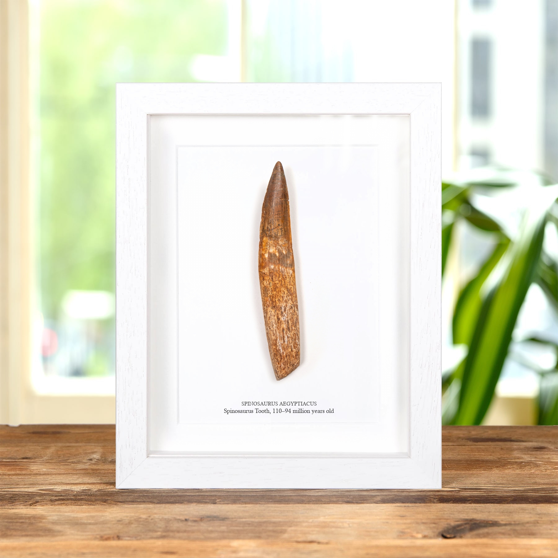 Rare 5.53 Inch Rooted Spinosaurus Tooth Fossil In Box Frame (Spinosaurus aegyptiacus)