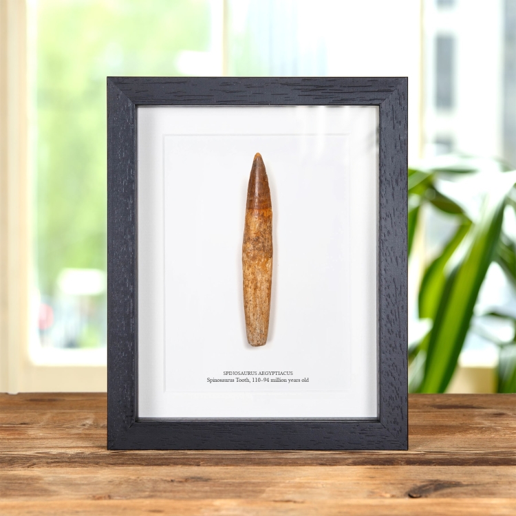 Rare 5.31 Inch Rooted Spinosaurus Tooth Fossil In Box Frame (Spinosaurus aegyptiacus)