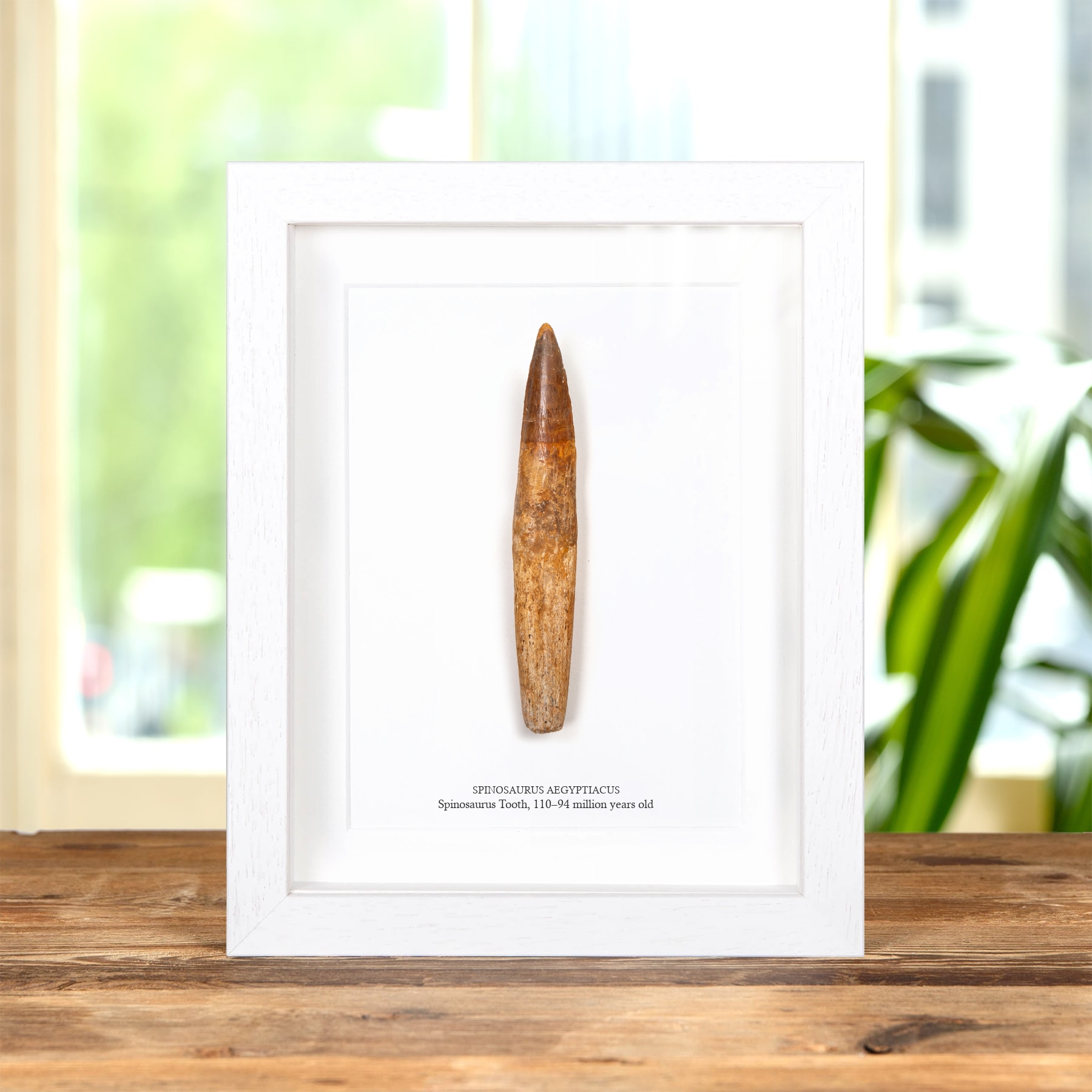 Rare 5.31 Inch Rooted Spinosaurus Tooth Fossil In Box Frame (Spinosaurus aegyptiacus)