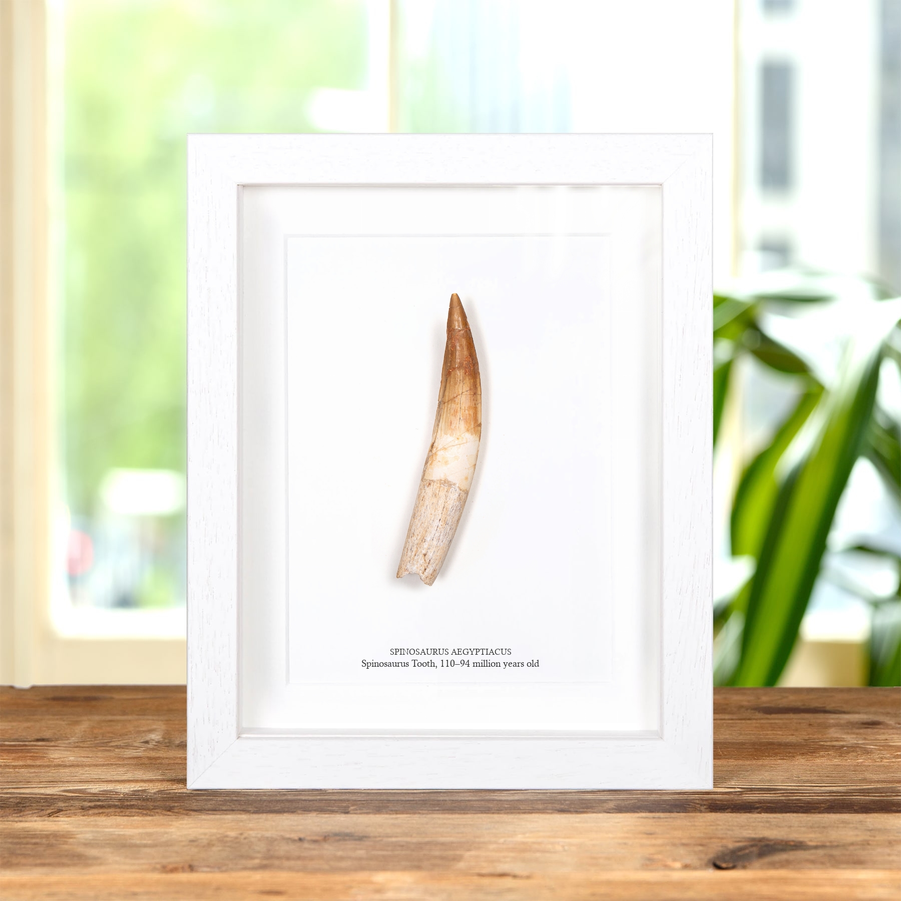 4.68 Inch Curved Spinosaurus Tooth Fossil In Box Frame (Spinosaurus aegyptiacus)
