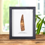 Minibeast 5.20 Inch Spinosaurus Tooth Fossil In Box Frame (Spinosaurus aegyptiacus)
