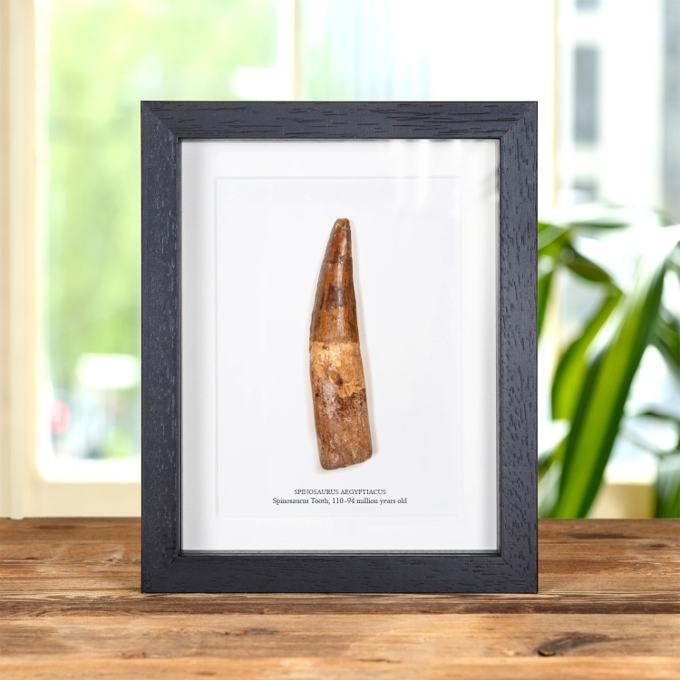 5.20 Inch Spinosaurus Tooth Fossil In Box Frame (Spinosaurus aegyptiacus)