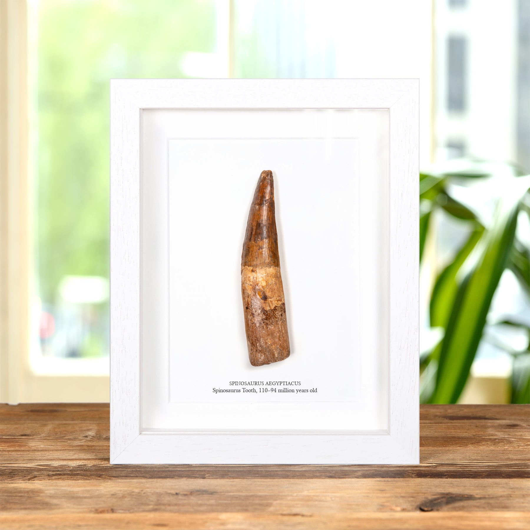 5.20 Inch Spinosaurus Tooth Fossil In Box Frame (Spinosaurus aegyptiacus)