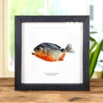 Minibeast Red-bellied Piranha In Box Frame (Pygocentrus nattereri)