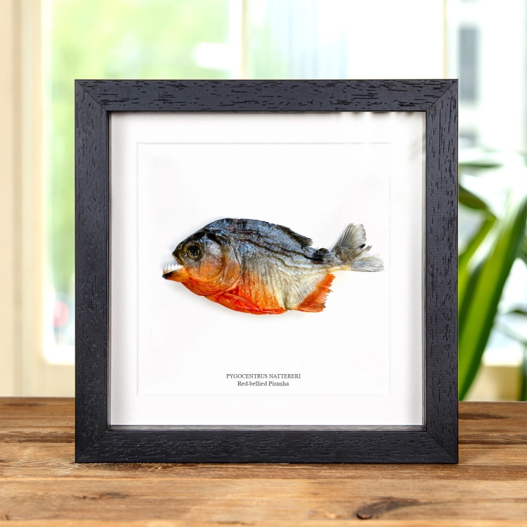 Red-bellied Piranha In Box Frame (Pygocentrus nattereri)
