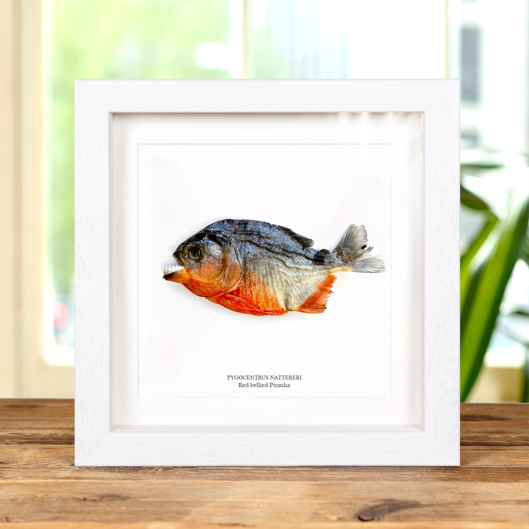 Red-bellied Piranha In Box Frame (Pygocentrus nattereri)