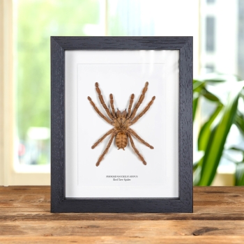 Red Tree Spider In Box Frame (Phormingochilus rufus)
