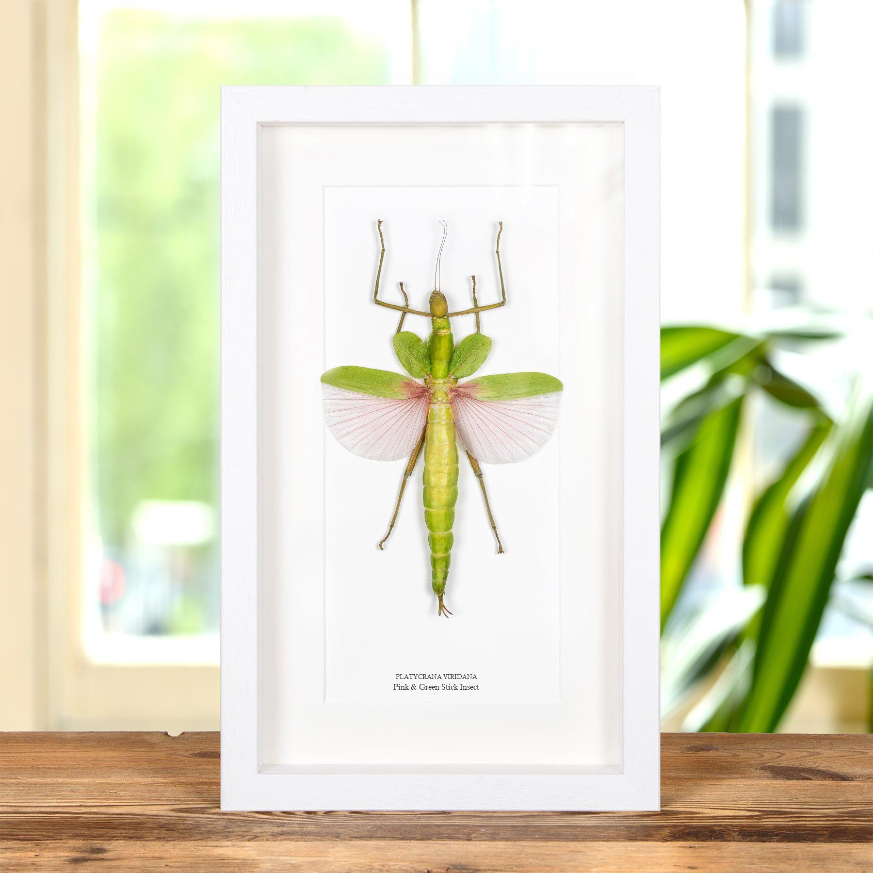 Pink & Green Stick Insect In Box Frame (Platycrana viridana)