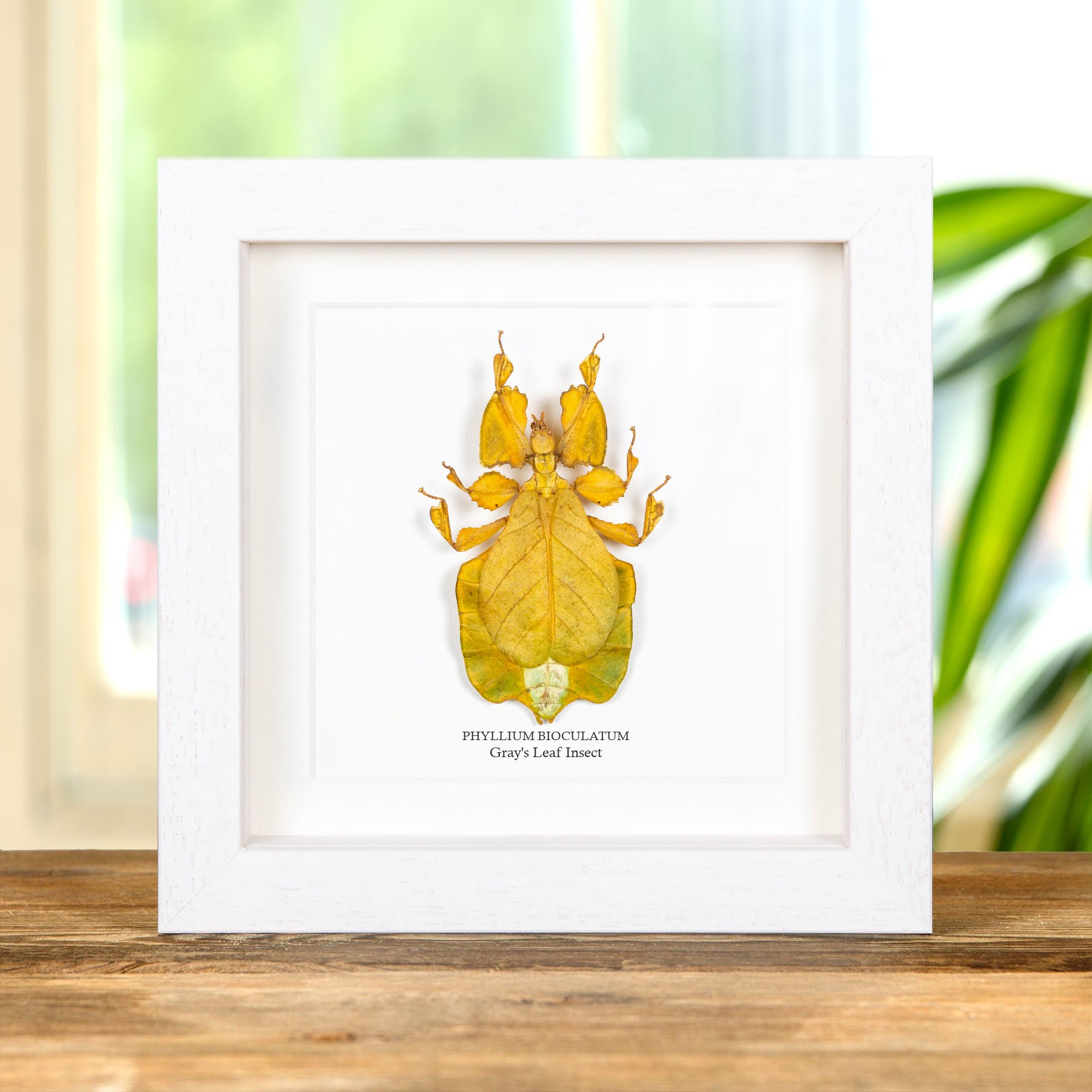 Gray's Leaf Insect Green/Yellow Form In Box Frame (Phyllium bioculatum)