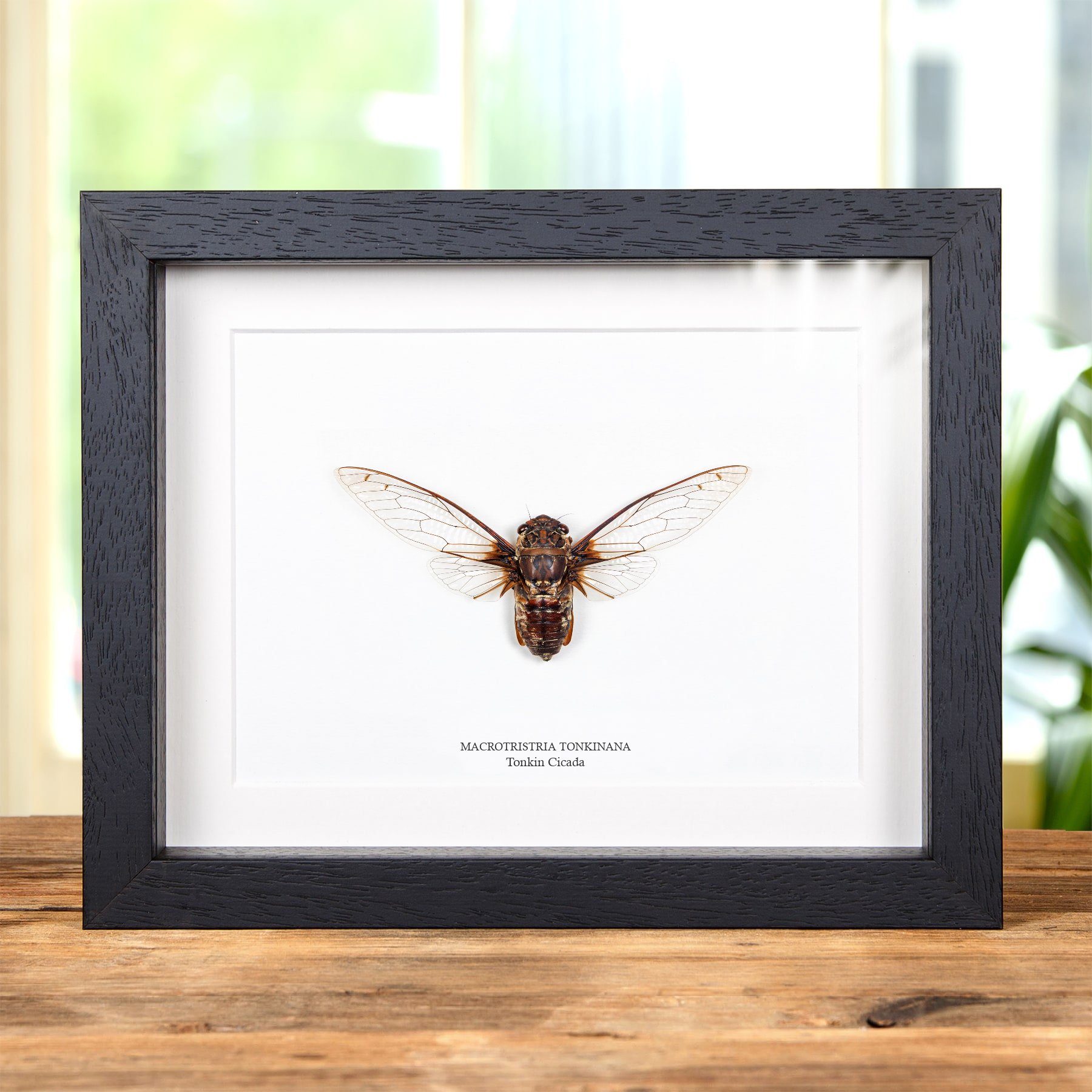 Minibeast Tonkin Cicada In Box Frame (Macrotristria tonkinana)