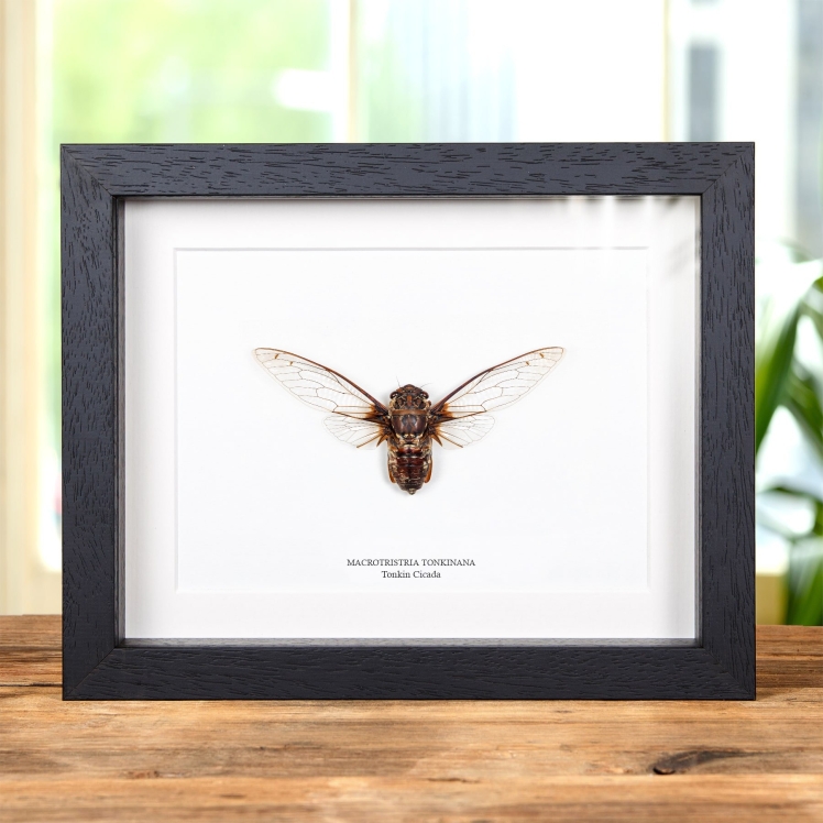 Tonkin Cicada In Box Frame (Macrotristria tonkinana)
