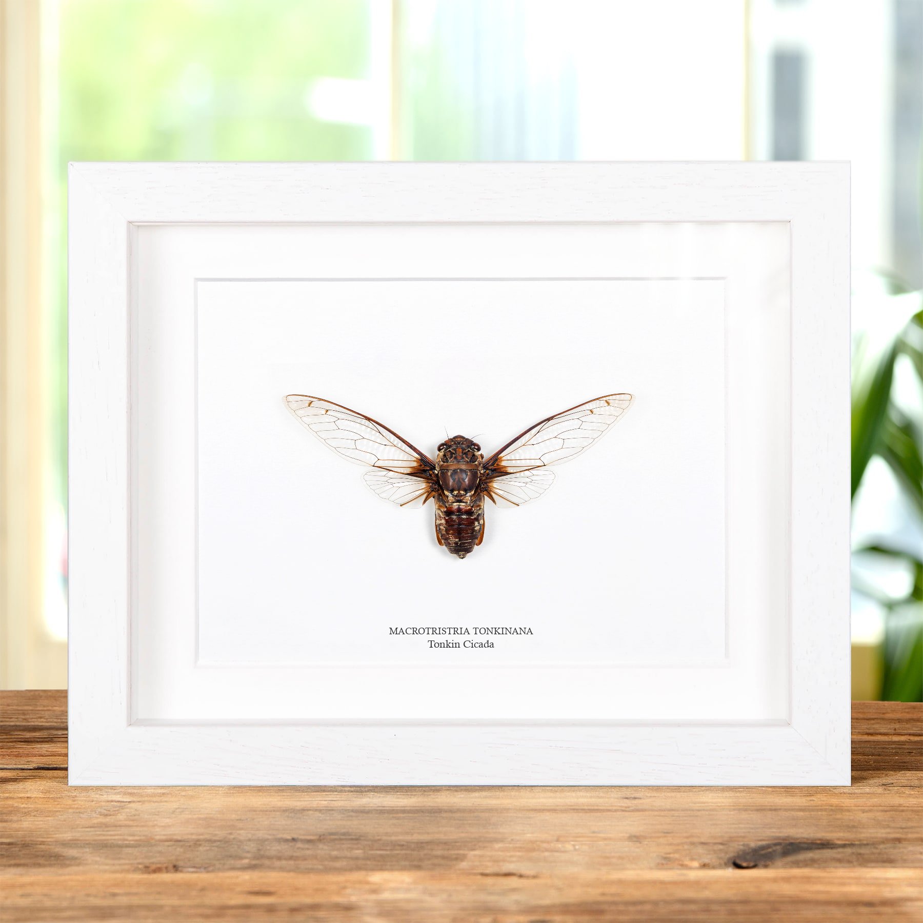 Minibeast Tonkin Cicada In Box Frame (Macrotristria tonkinana)