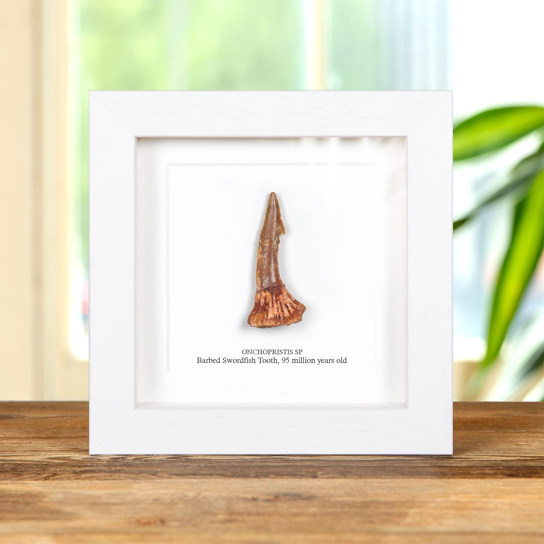 Barbed Swordfish Dinosaur Tooth Fossil In Box Frame (Onchopristis sp)