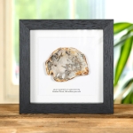 Minibeast Petrified Wood In Box Frame (Araucarioxylon arizonicum)