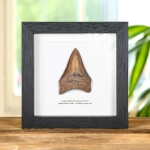 Minibeast 3 Inch Brown Megalodon Shark Tooth Fossil Frame (Carcharodon megalodon)