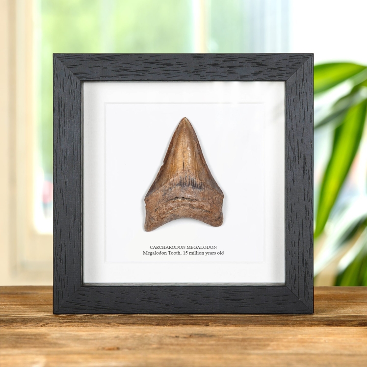 3 Inch Brown Megalodon Shark Tooth Fossil Frame (Carcharodon megalodon)