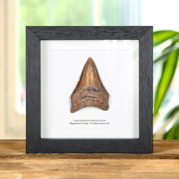 3 Inch Brown Megalodon Shark Tooth Fossil Frame (Carcharodon megalodon)