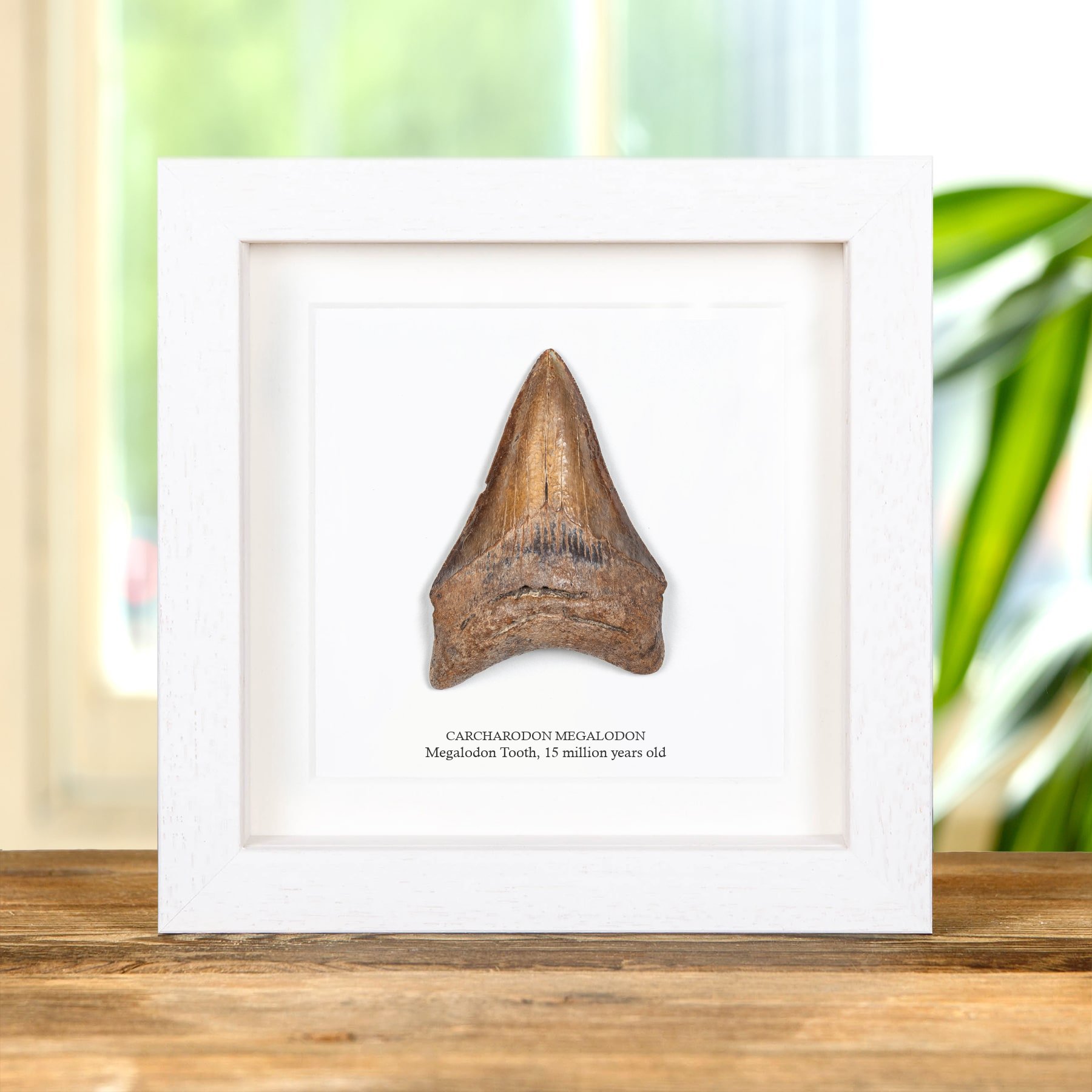 3 Inch Brown Megalodon Shark Tooth Fossil Frame (Carcharodon megalodon)